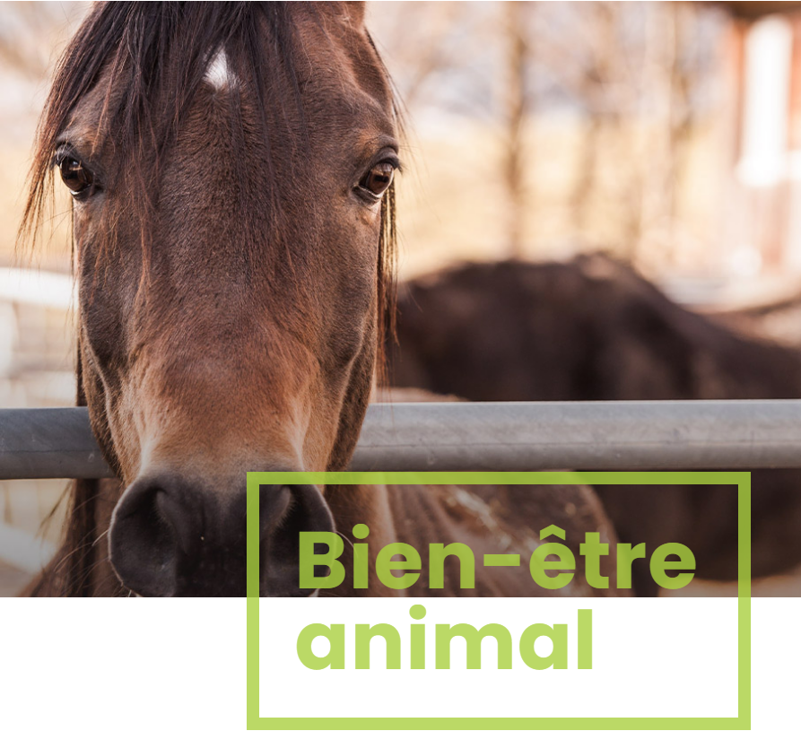 Bien-être du cheval