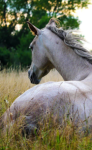 Chevaux convalescents