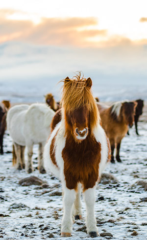 Chevaux en hiver