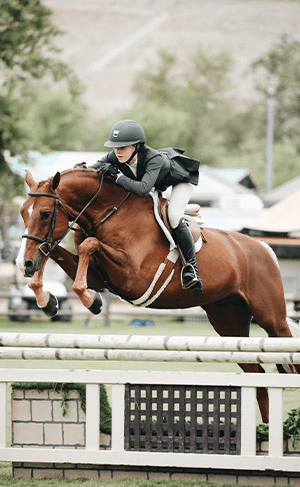 Chevaux de sport